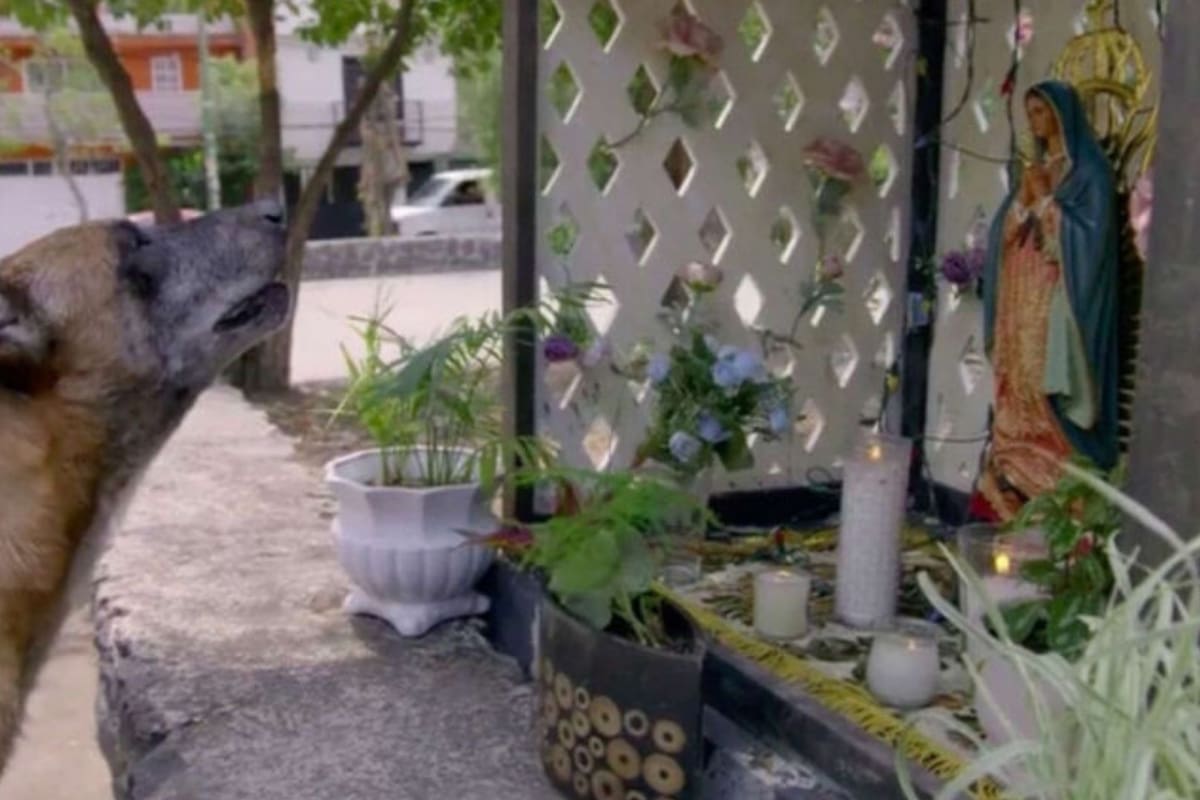VIRAL: Perro pide milagro en La rosa de Guadalupe