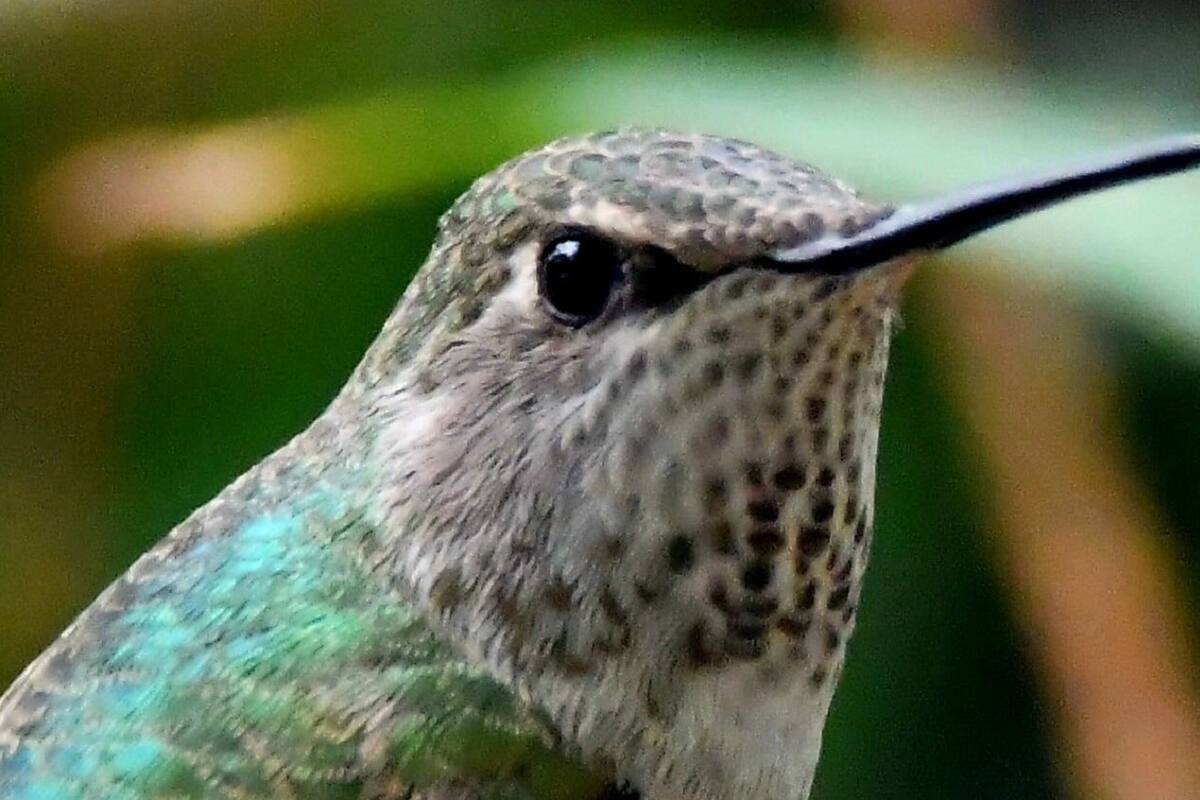 Disfruta del San Diego Bird Festival 2025