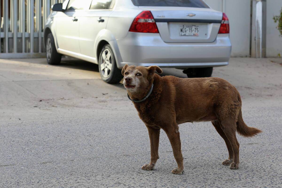 Temen haya envenenamiento de perros en la Quinta Emilia