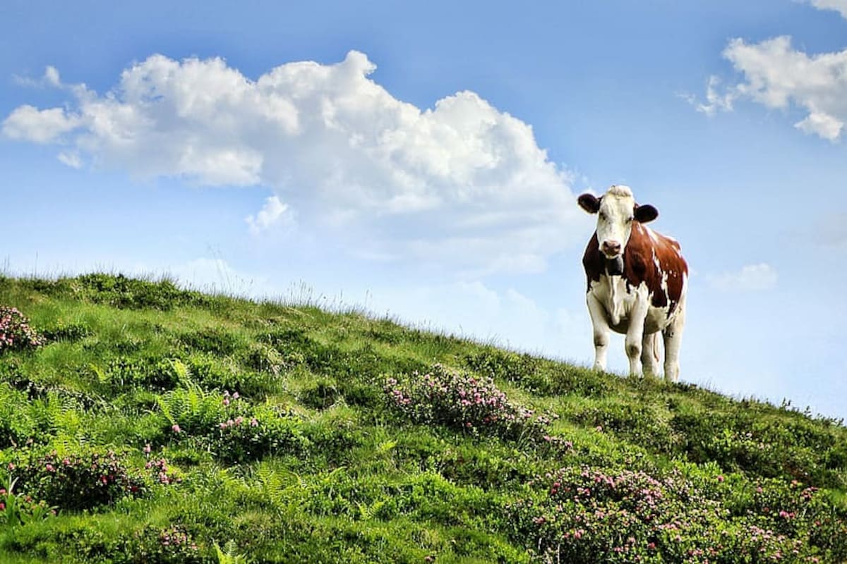 VIDEO:  Vaca rueda cuesta abajo y se vuelve viral en TikTok