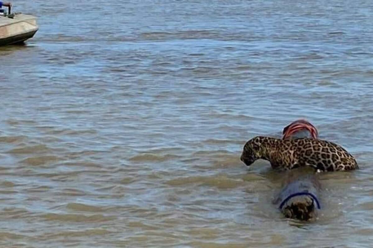 Rescatan a Jaguar que nadaba a la deriva en mar abierto