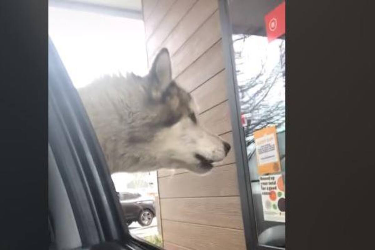TIKTOK: Perrito pide un helado desde el auto de su dueño