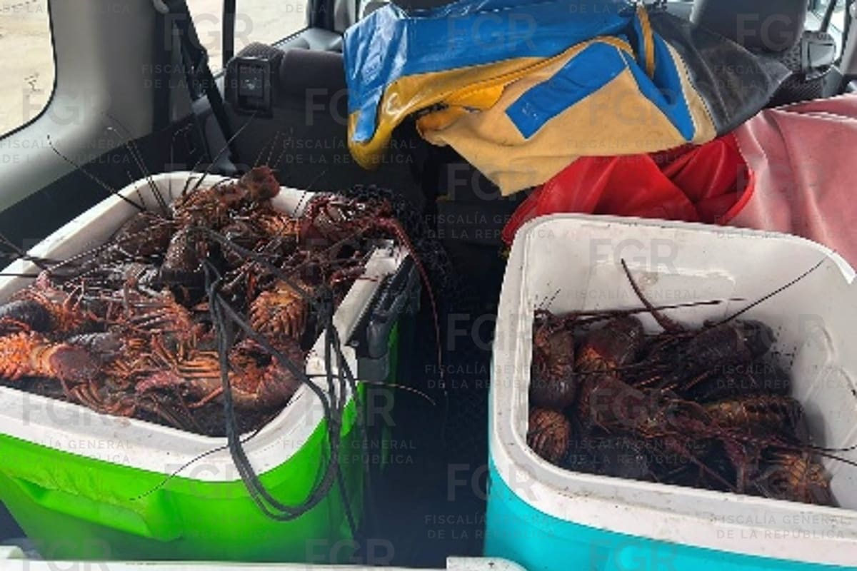 Procesan a cuatro hombres por capturar más de 200 langostas en veda en Ensenada