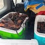 Procesan a cuatro hombres por capturar más de 200 langostas en veda en Ensenada
