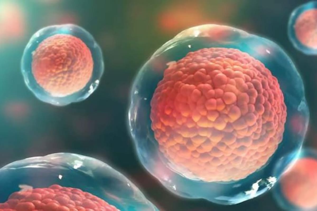 Científicos logran crear óvulos humanos a partir de células de la piel