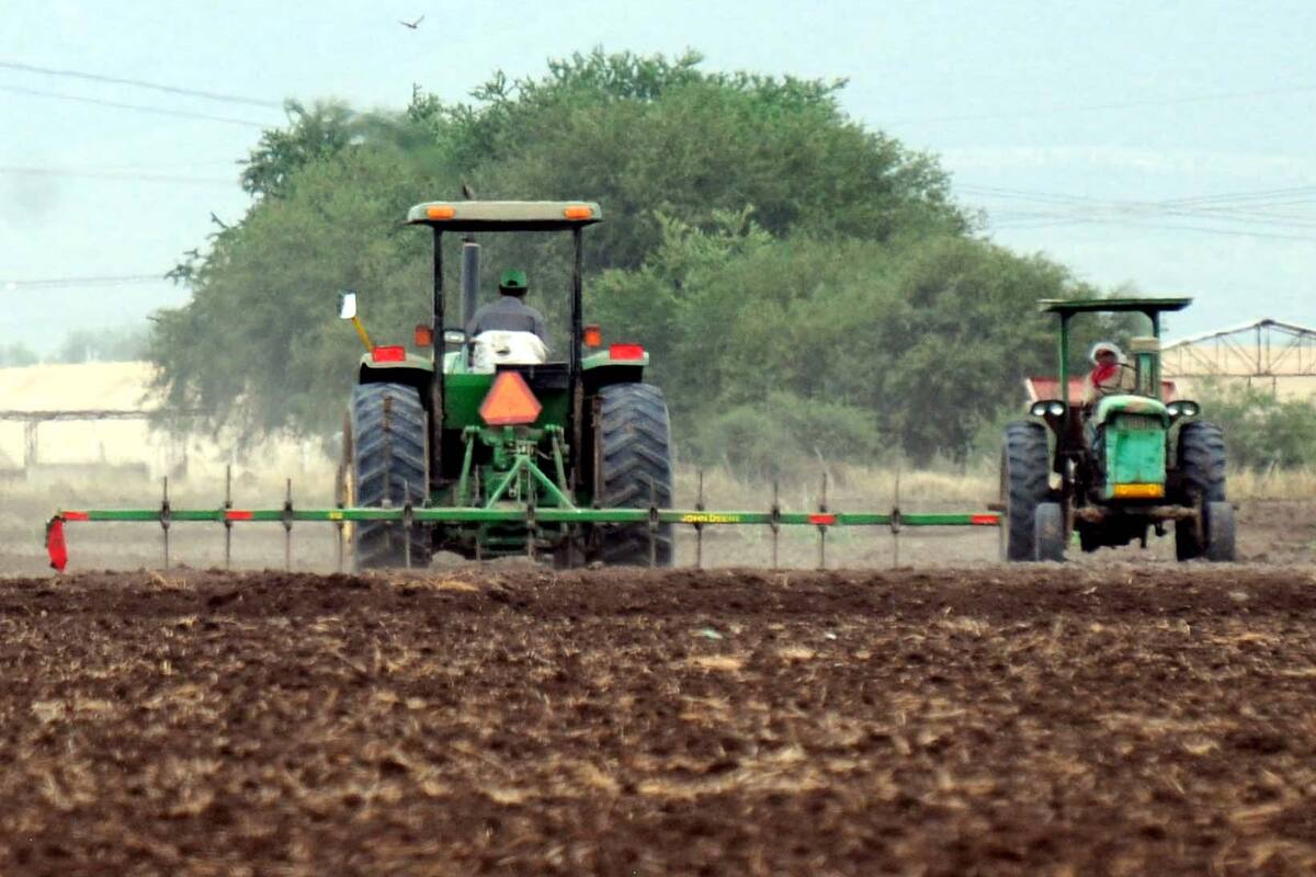 Apuestan a garbanzo y trigo en La Costa de Hermosillo