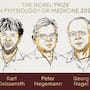 El Nobel de Medicina 2026 reconoce a Peter Hegemann, Georg Nagel y Karl Deisseroth por desarrollar la optogenética, una técnica que usa luz para controlar neuronas y estudiar enfermedades como Alzheimer, Parkinson y depresión