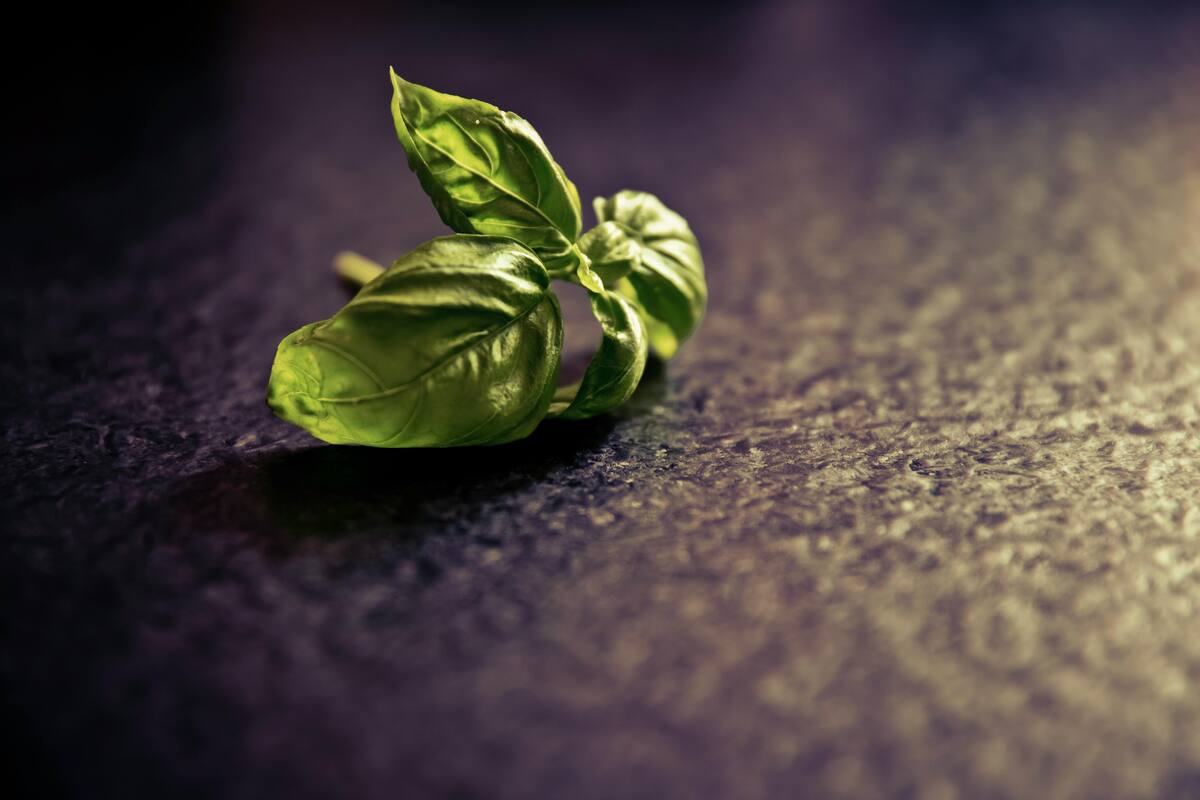 Albahaca repelente natural para los mosquitos.