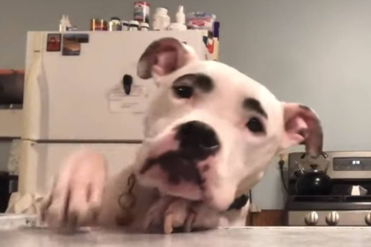 Perrito se vuelve viral por sus adorables cejas que parecen pintadas