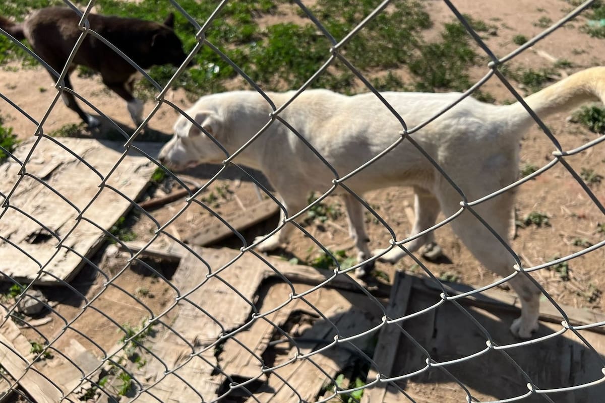 Contemplan área de cuarentena para supervisar a mascotas recién ingresadas