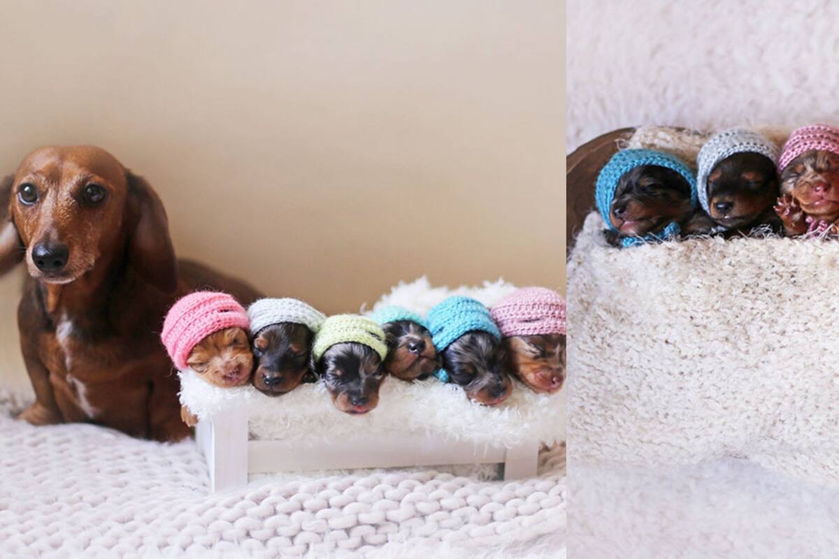 Perra salchicha y sus cachorritos protagonizan enternecedoras fotos