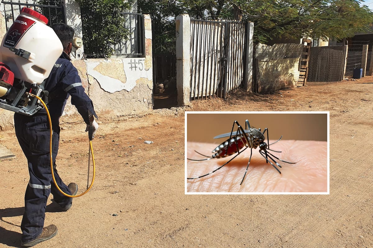 Confirma Salud que no hay muertes por dengue en Sonora, pese al aumento de casos estudiados en 2025