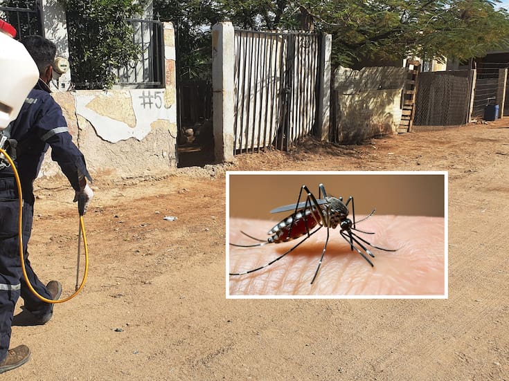 Dengue en Sonora supera siete veces cifra del 2024 y escala a tercer lugar nacional con 772 casos