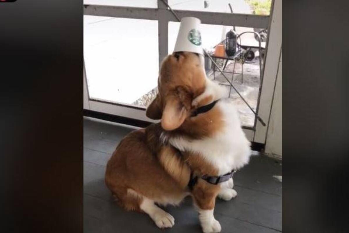 Perrito se toma el café de su dueño y se hace viral en TikTok