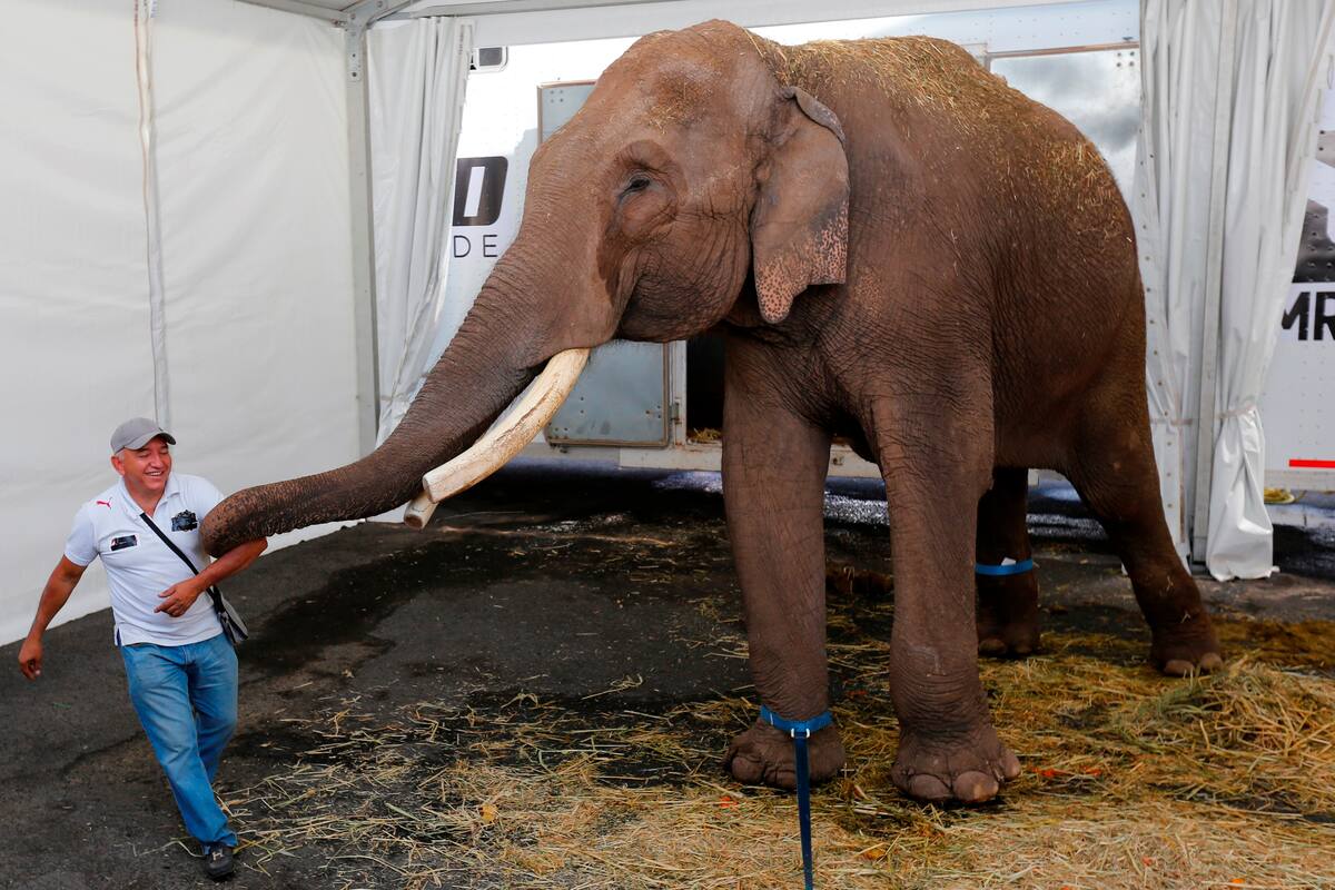 Big Boy: Un elefante de 40 años abandonado por un circo es liberado en Culiacán