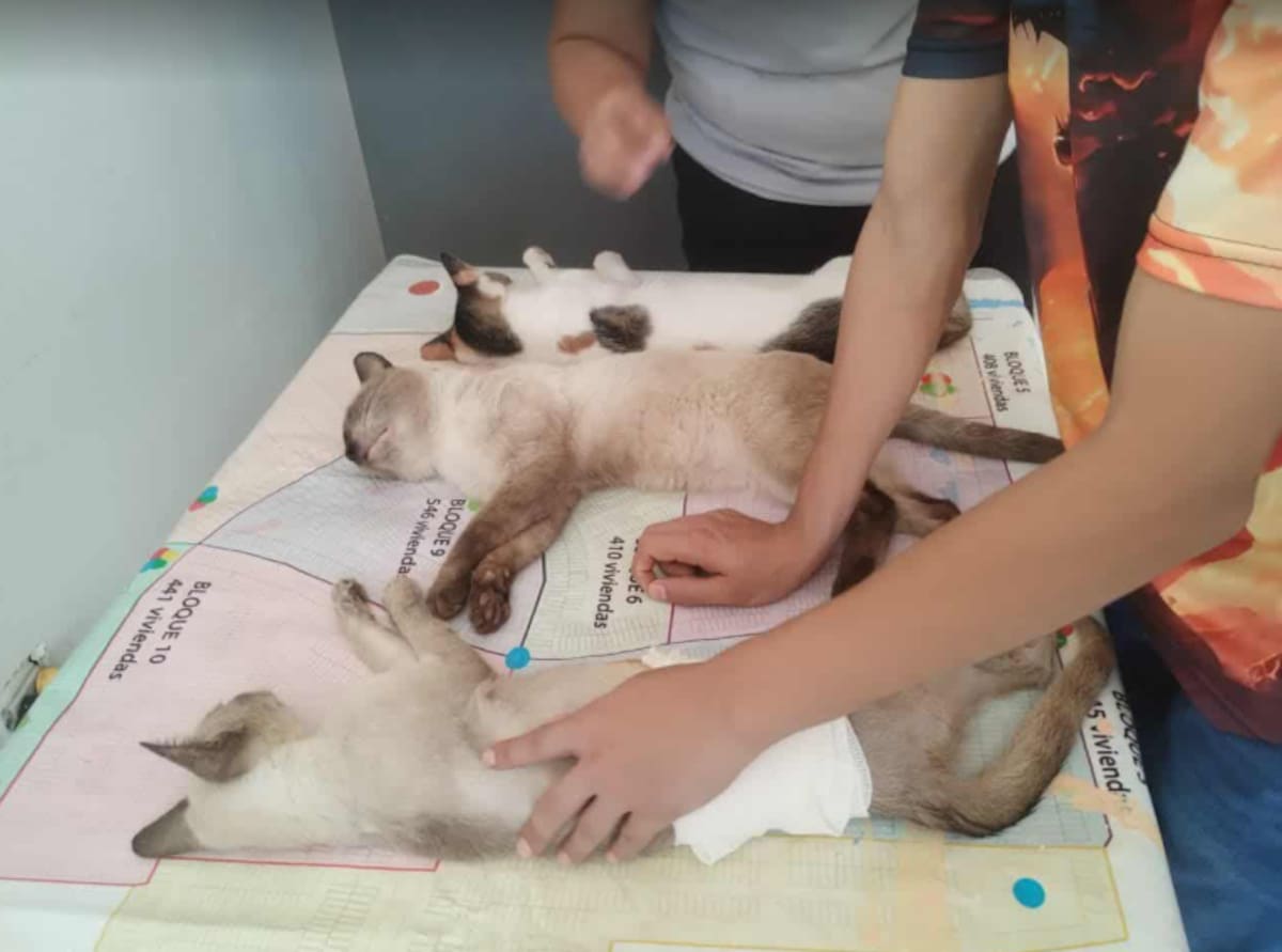 Imagen por Mayra Echeverría.