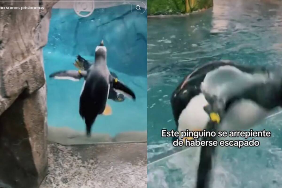 Pingüino escapa de su acuario y después se arrepiente