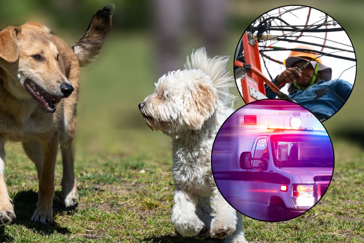 Muere joven al intentar salvar a su perro de una reja electrificada