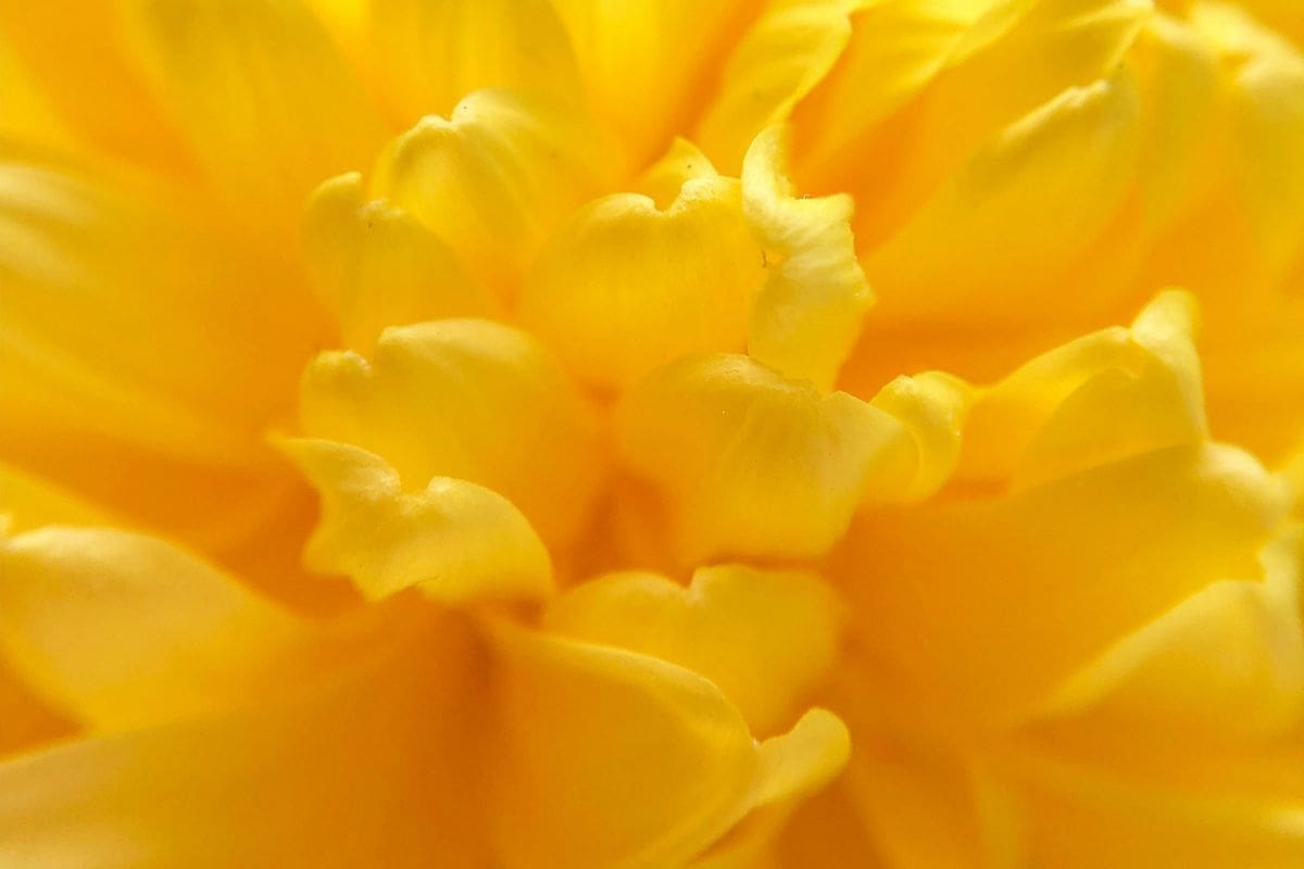 Flores amarillas que se comen: recetas de septiembre que combinan sabor y color