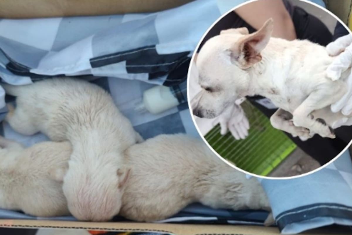 Rescatan a cinco perritos al Oriente de Mexicali