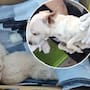 Rescatan a cinco perritos al Oriente de Mexicali
