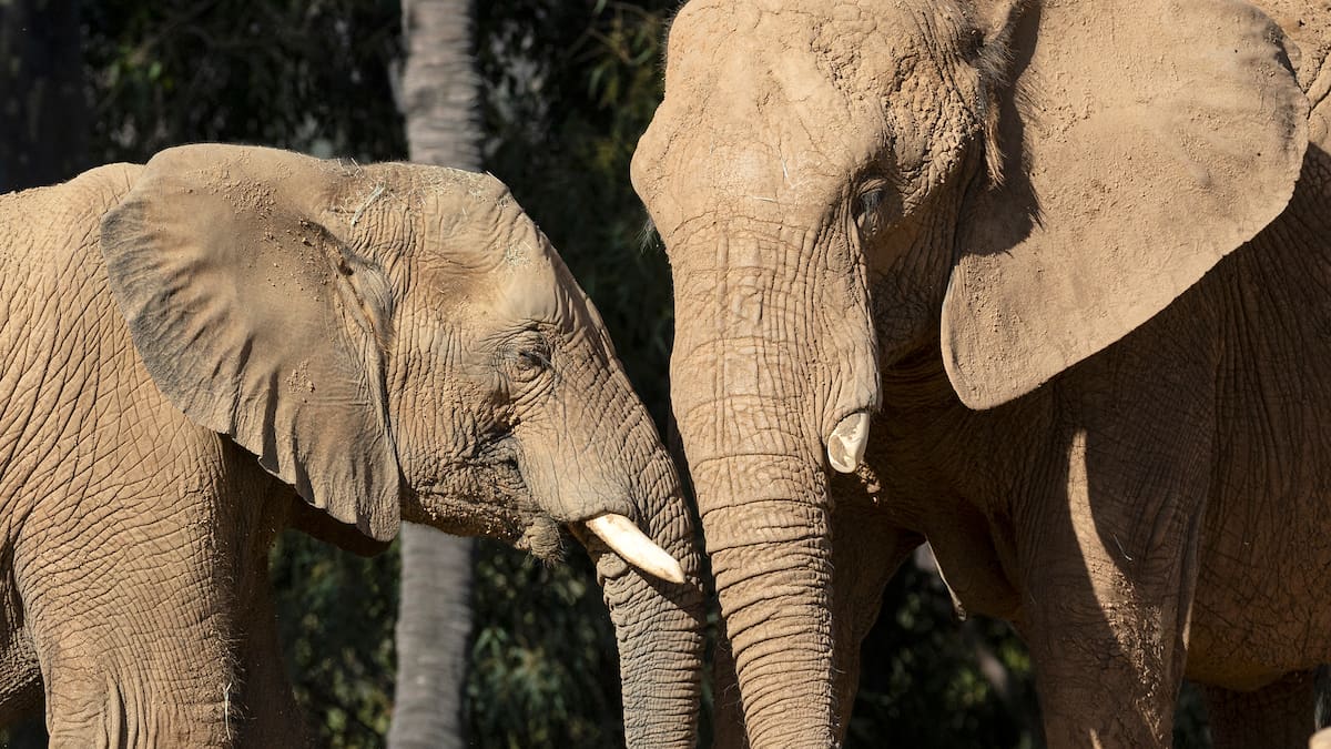 Un visitante tailandés murió tras ser pisoteado por un elefante en Khao Yai, autoridades evalúan el destino del animal y recuerdan que los encuentros con fauna silvestre implican riesgos reales