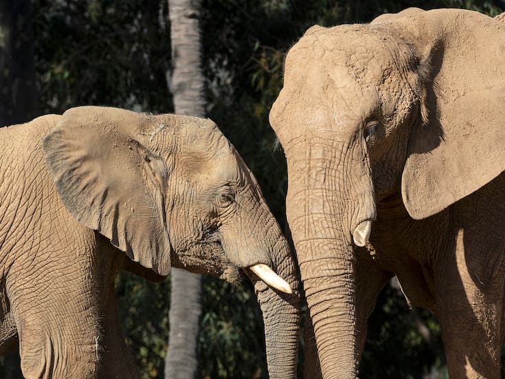 Safari Park estrenará Elephant Valley, el nuevo hogar de los elefantes