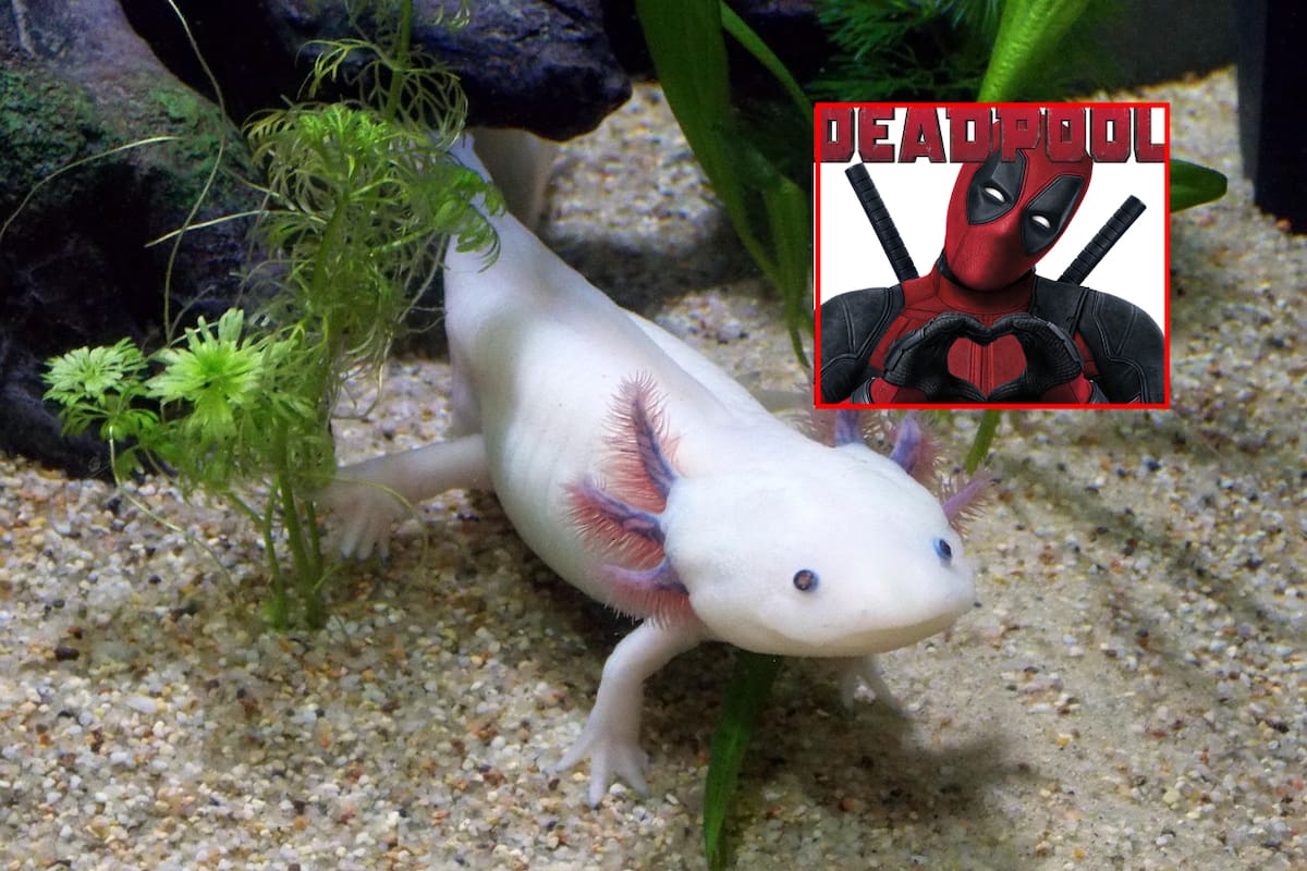 3 animales que tienen el poder de regenerar sus extremidades, según la IA