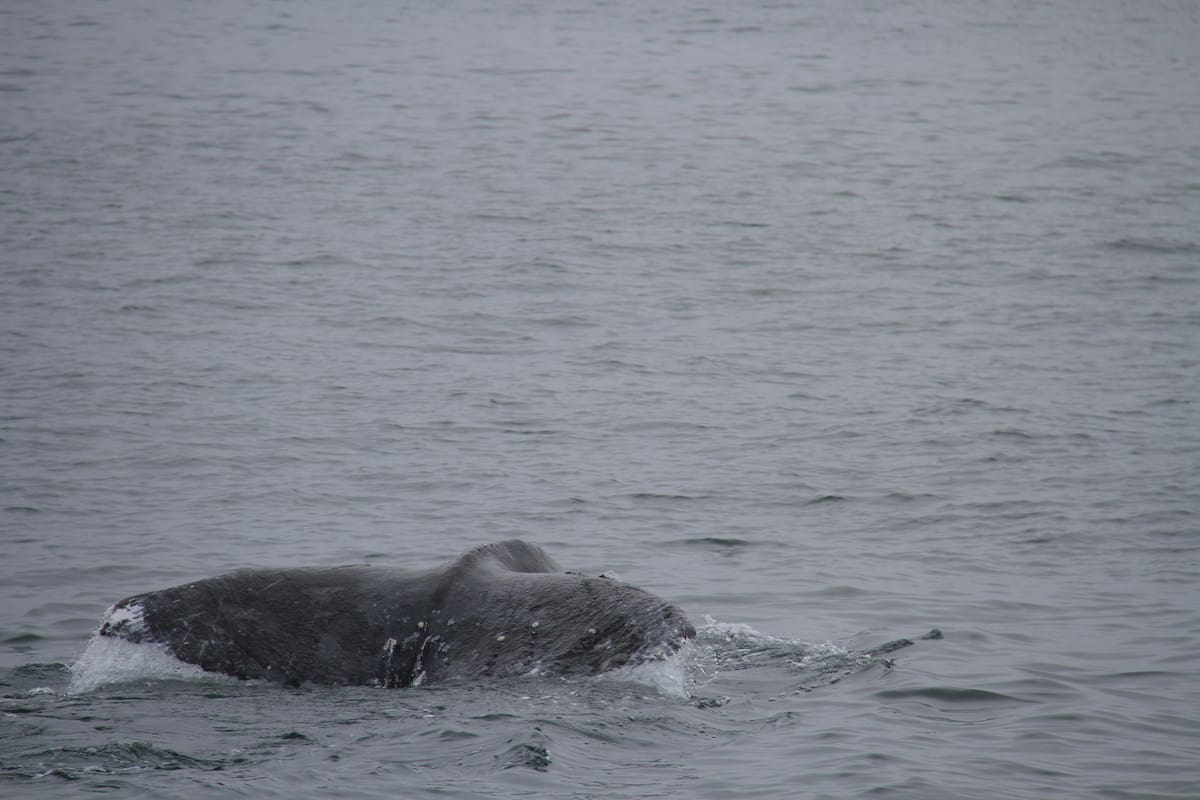 Invitan a disfrutar del avistamiento de la ballena gris