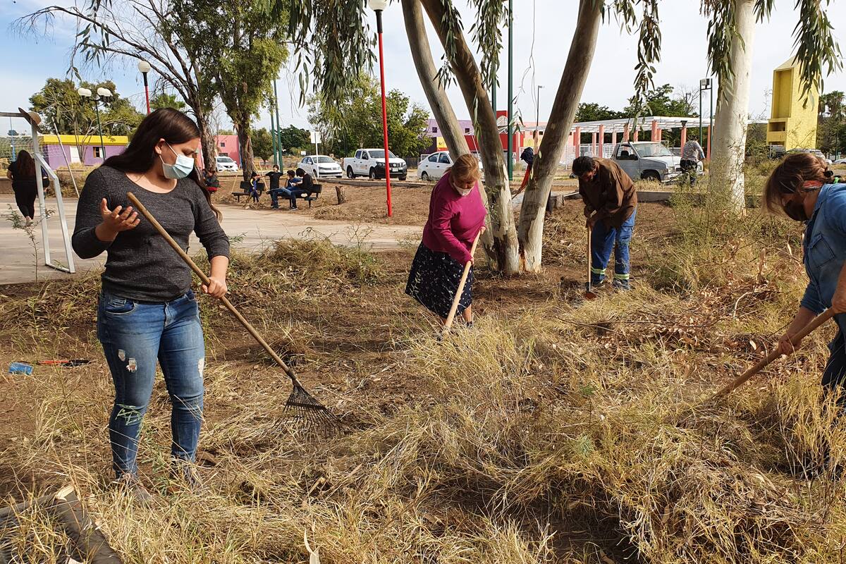 Ciudadanos trabajan en reforestación en La Sauceda