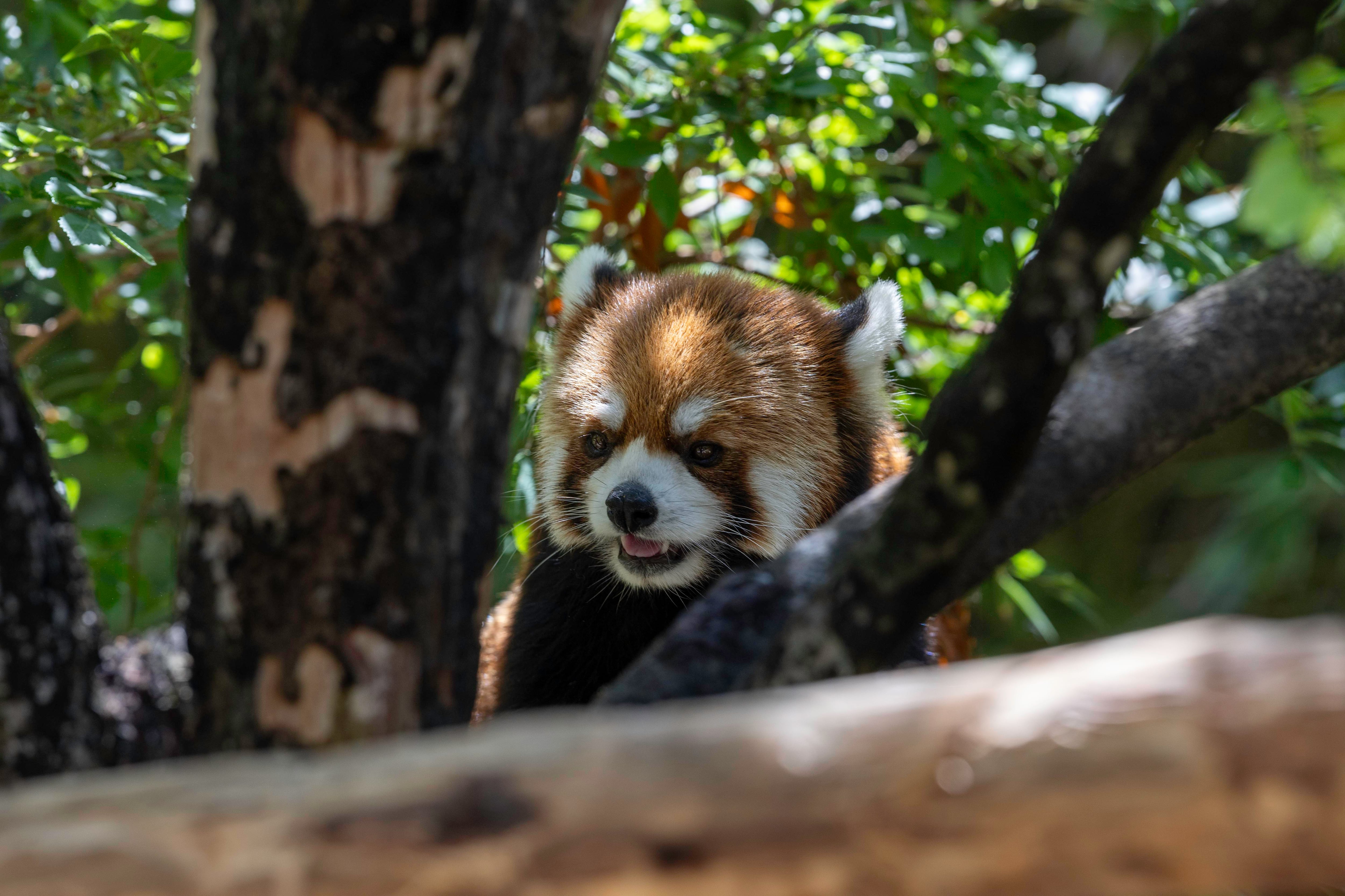 Los investigadores identificaron a los pandas rojos mediante imágenes obtenidas con cámaras instaladas en los árboles.