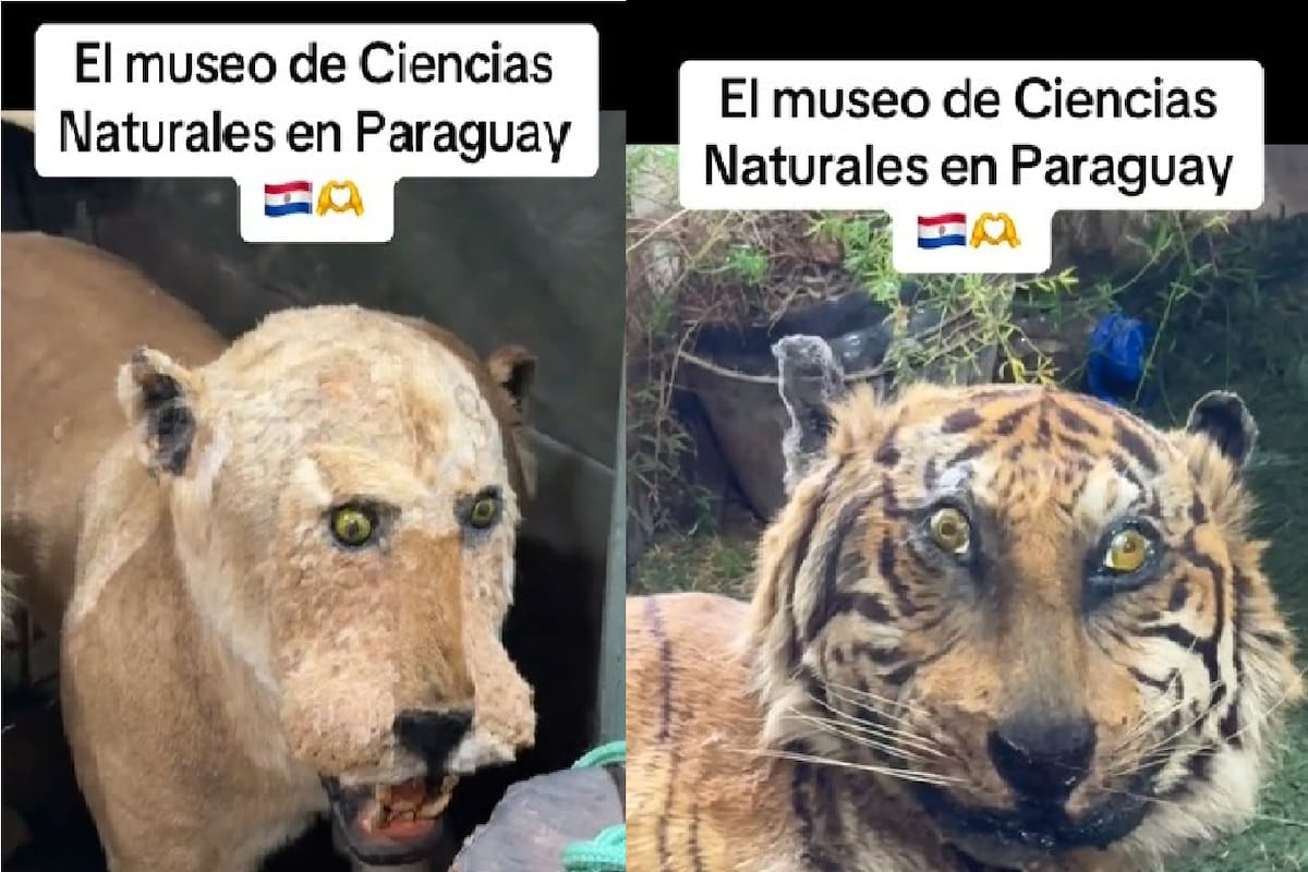 VIDEO: Descubre cómo este museo de ciencias naturales se volvió un meme viral