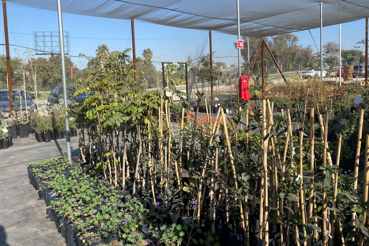 Falta fortalecer el manejo del arbolado urbano en Tijuana