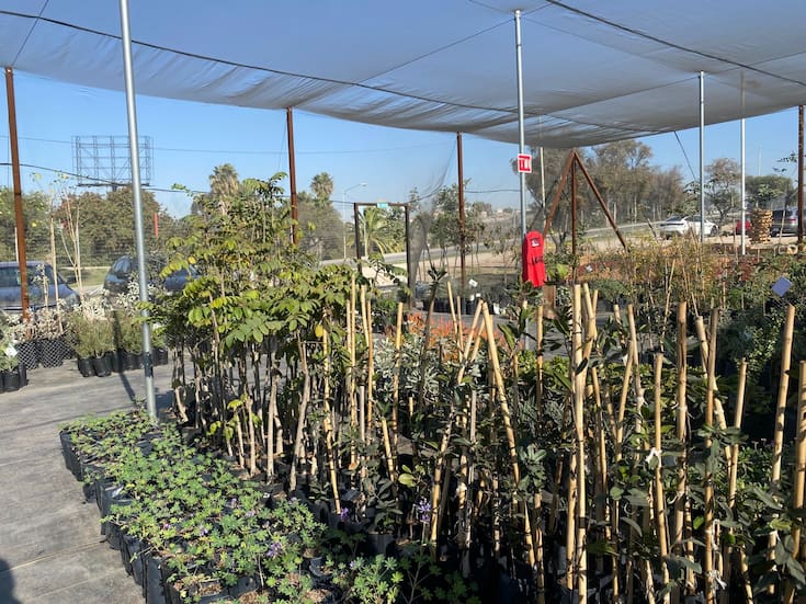 Falta fortalecer el manejo del arbolado urbano en Tijuana