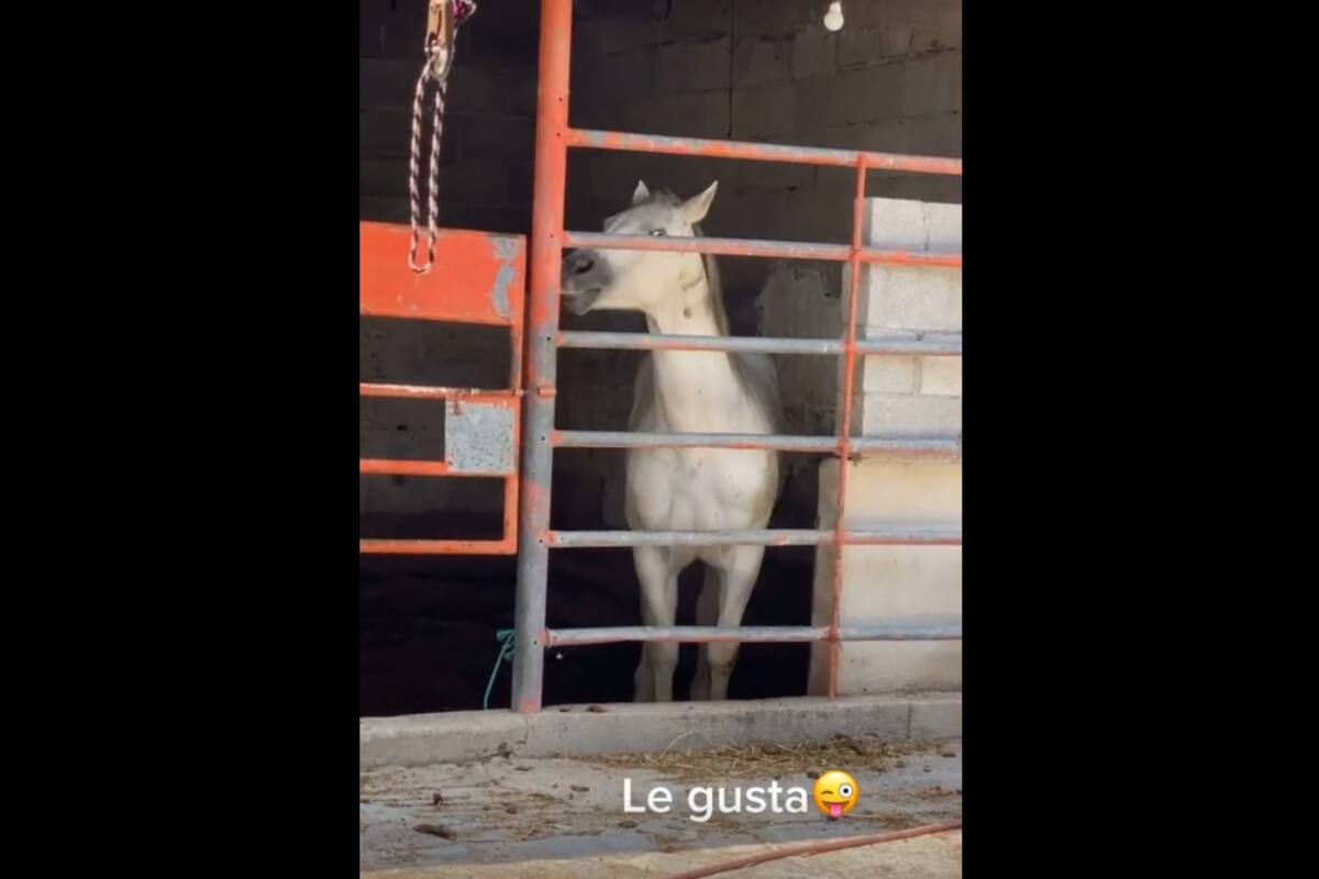 VIDEO TIKTOK: Caballo baila al escuchar música de banda