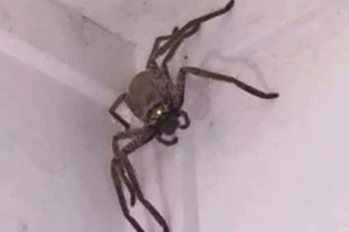 Araña gigante aterroriza en Australia