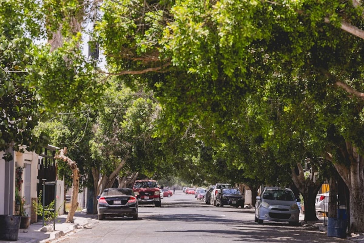 Árboles, un alivio natural contra el calor en Mexicali