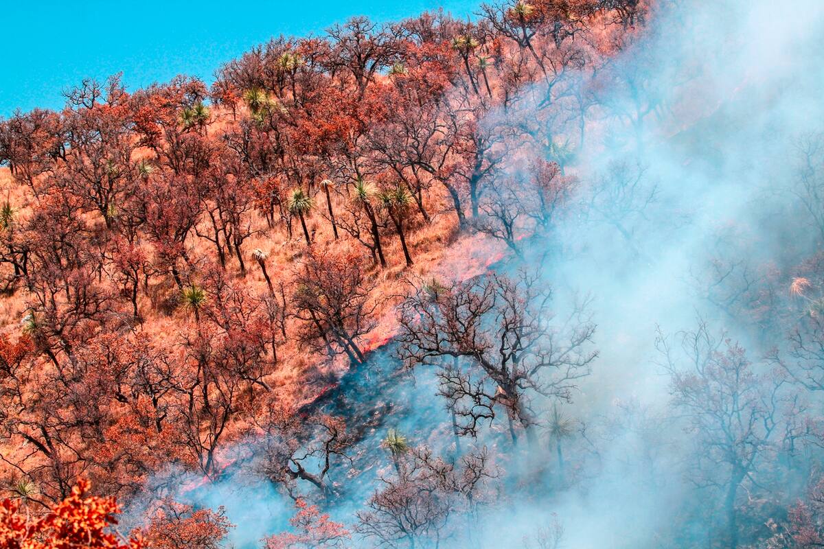 Incendios forestales en Sonora: Está casi controlado incendio en sierra alta de Álamos