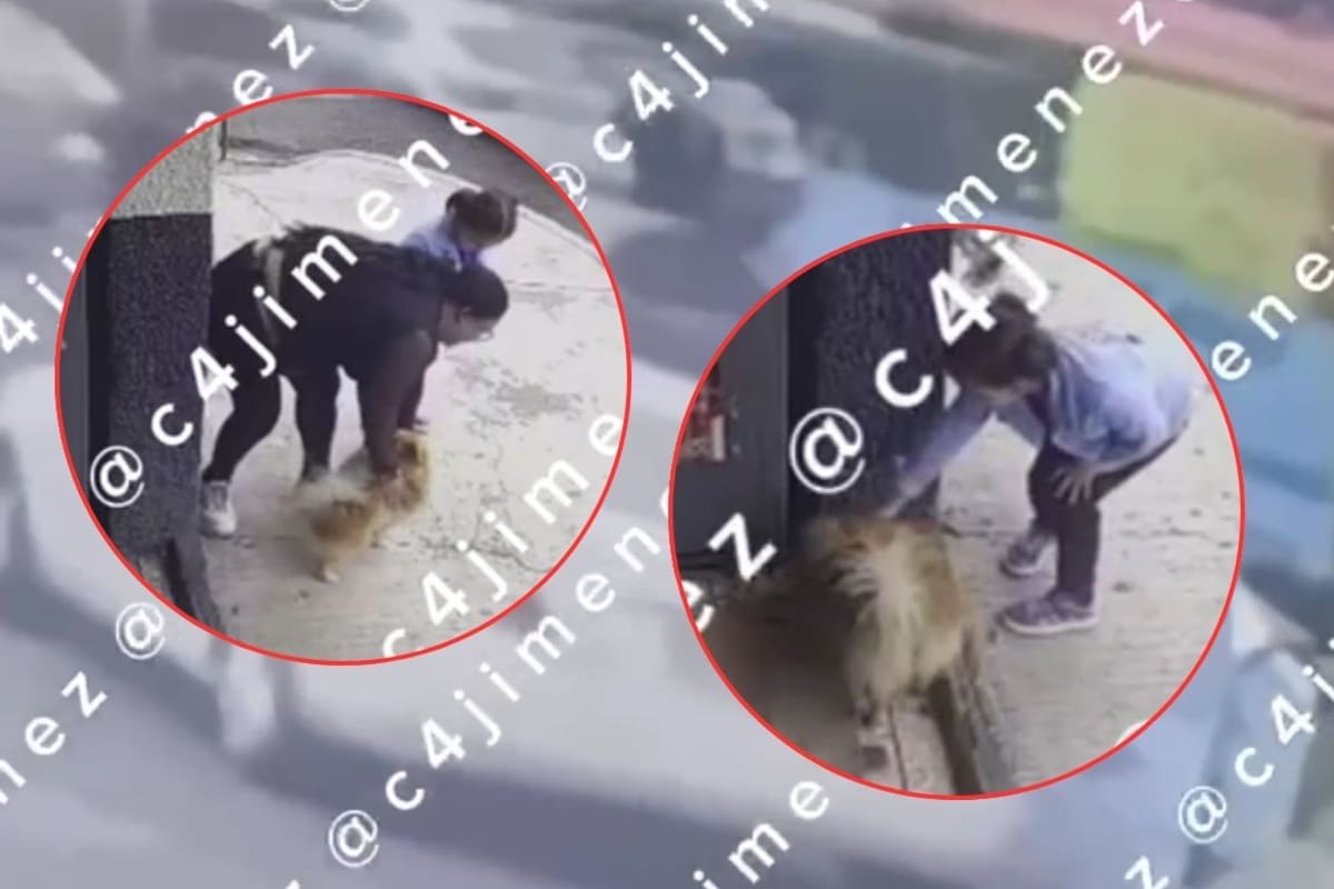 Un video captó el momento en que una mujer y una menor de edad se llevaron a Bruno, un perro pomerania, de la colonia Río Blanco y huyeron en un vehículo