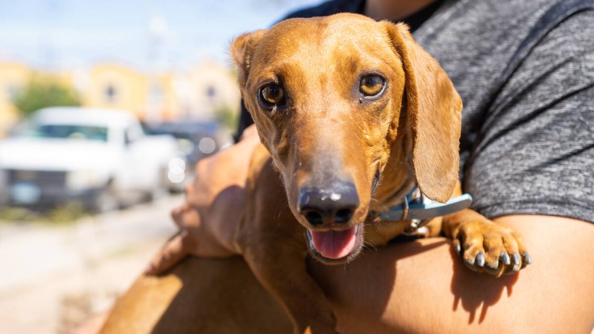Rehabilitación del Centro de Control Animal requiere personal especializado