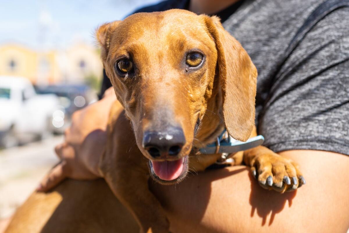 Anuncian campaña de vacunación antirrábica para mascotas en todo el estado