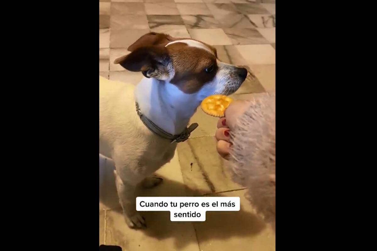 VIRAL TIKTOK: Joven le hace una broma a su mascota pero este se ofende y se enoja con ella