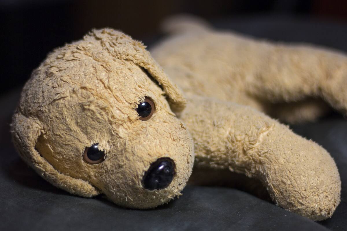 VIDEO: Amoroso perro con su peluche enamora a Twitter