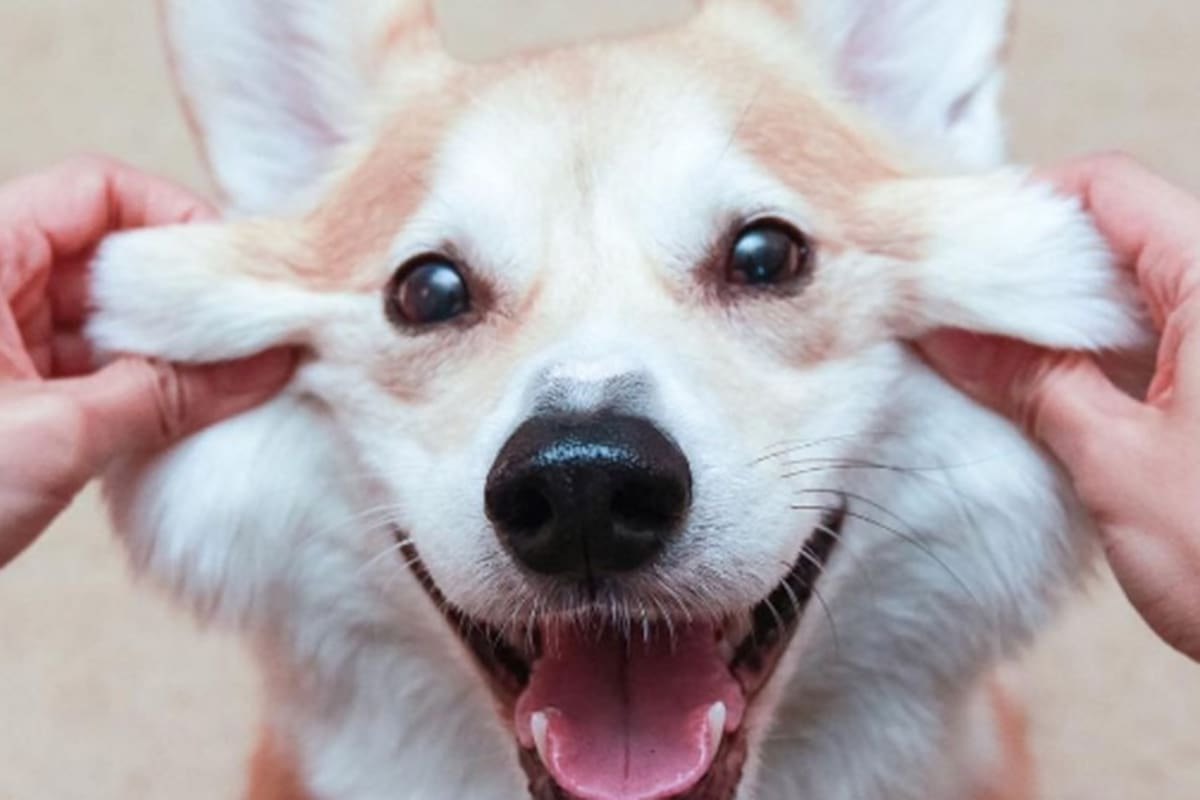 VIRAL: Emotivo reencuentro de un perrito con su dueña en el aeropuerto