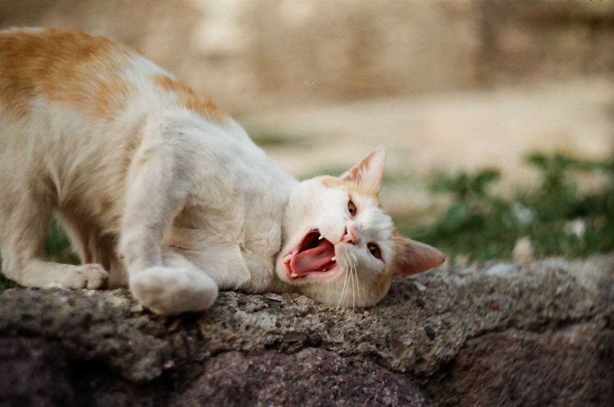Especialistas recomiendan que en caso de detectar los signos de un golpe de calor en la mascota, se acuda de inmediato al veterinario. | Foto: Pexels