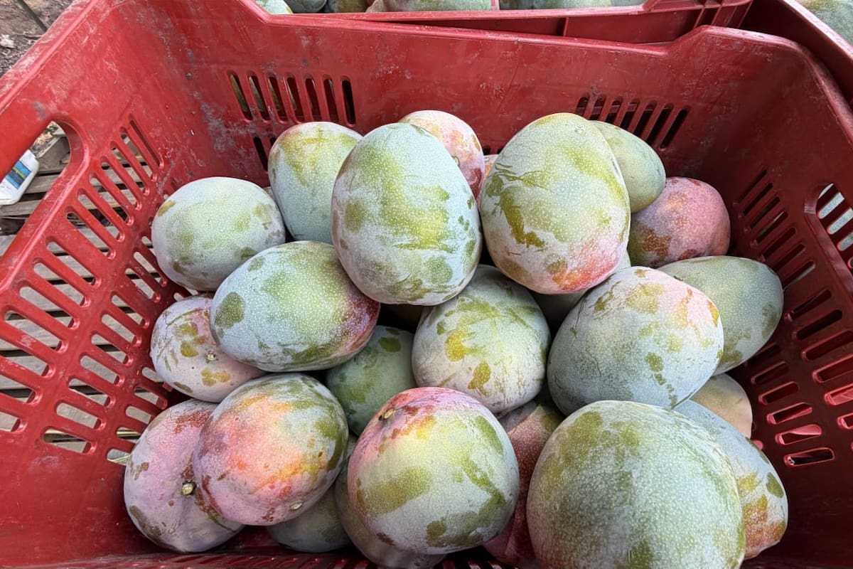 Mango gana terreno como alternativa de reconversión agrícola en el Valle del Yaqui, aunque su adaptación aún limita la expansión