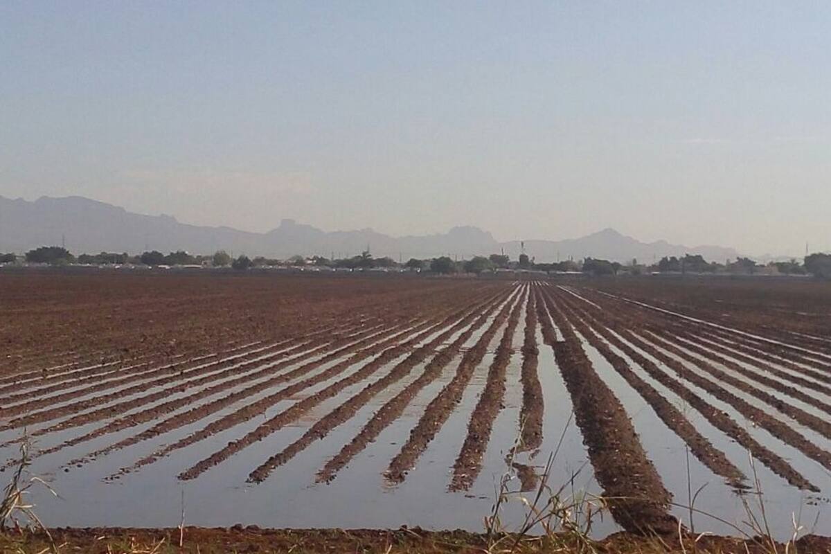 Presenta el Sur de Sonora, de nuevo, problemas de sequía: Conagua