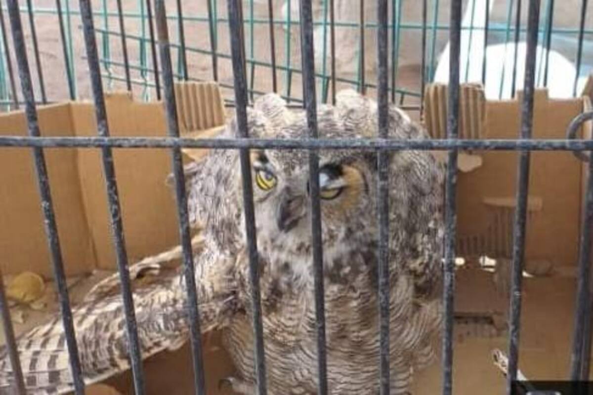 Policías rescatan a búho en el valle de Mexicali