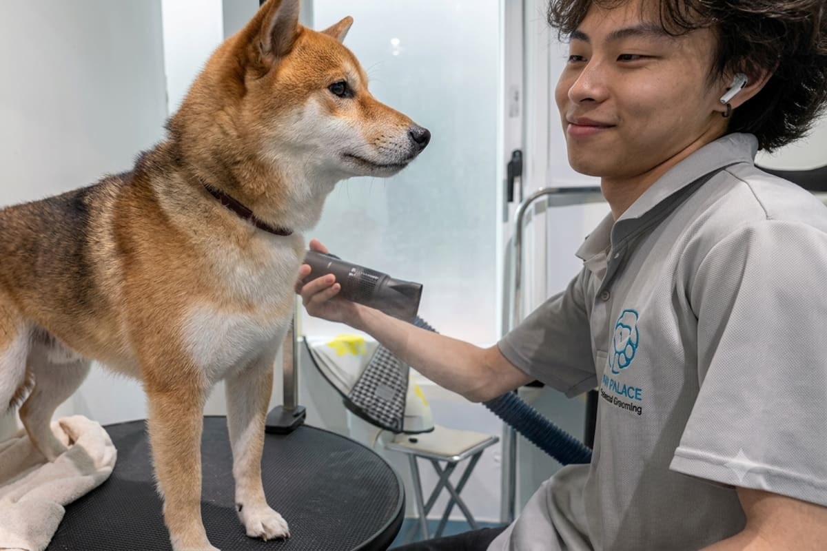 Perrito se vuelve viral tras quedarse inmóvil por el curioso gesto de su estilista
