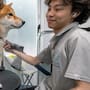 Perrito se vuelve viral tras quedarse inmóvil por el curioso gesto de su estilista